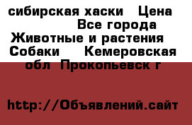 l: сибирская хаски › Цена ­ 10 000 - Все города Животные и растения » Собаки   . Кемеровская обл.,Прокопьевск г.